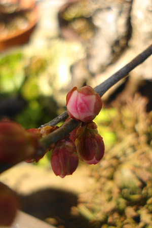 ほんのり…蕾
