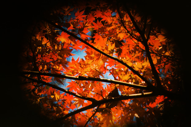 紅葉模様の団扇