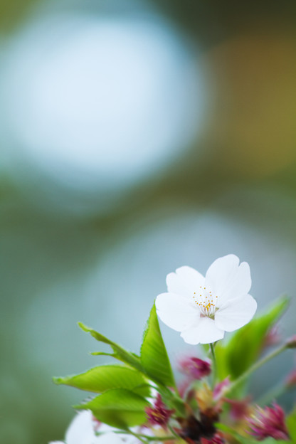 花一つ