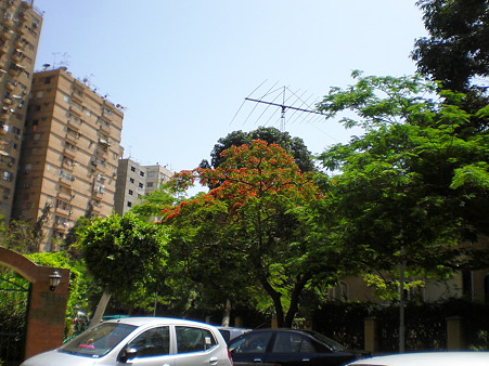 アパートの前の火炎樹（5月25日）