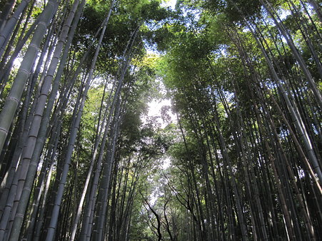 竹林道