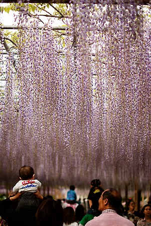 紫の天井