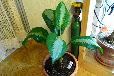 Aglaonema Pattaya Beauty 1