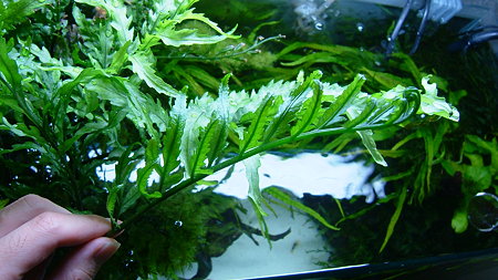 DSCF2271