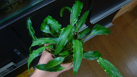 DSCF9937