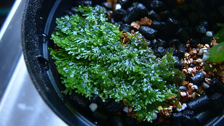 DSCF0252