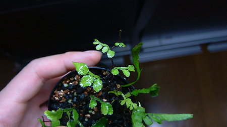 DSCF4677