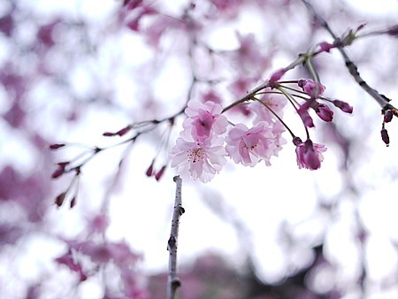 花見事情 2011