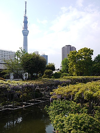 スカイツリーが見える