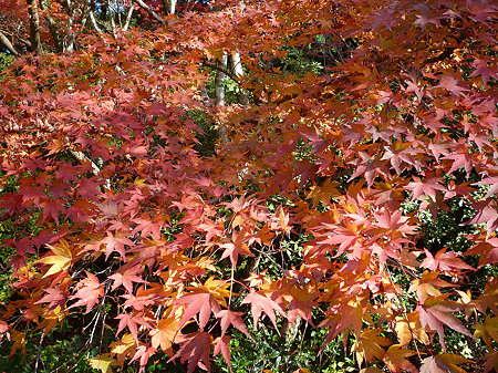 御船山楽園の紅葉(5)