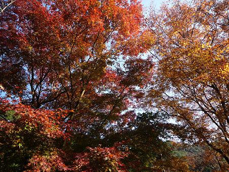 御船山楽園の紅葉(9)