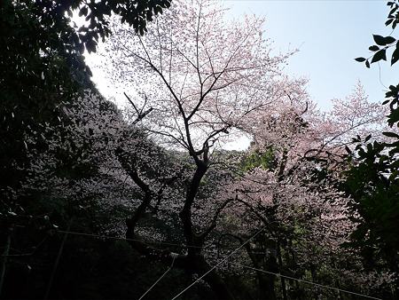 虎尾桜(3)