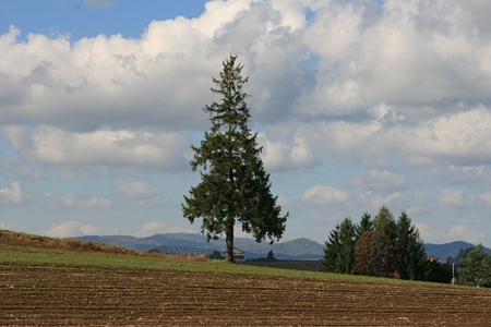 Christmas_Tree2