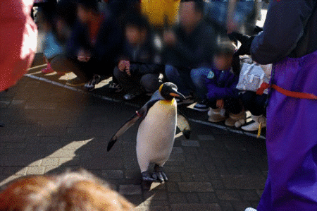 ペンギン