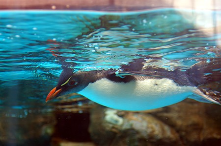 空飛ぶペンギン?