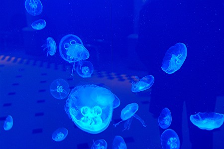 クラゲ
