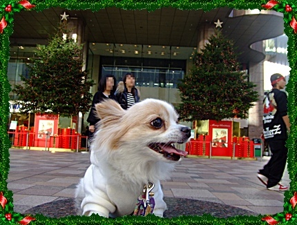 大分産もみの木