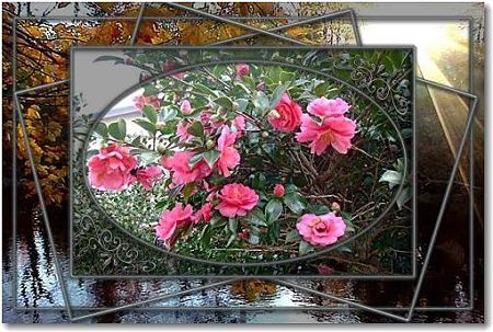 山茶花