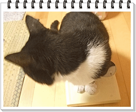 はな体重