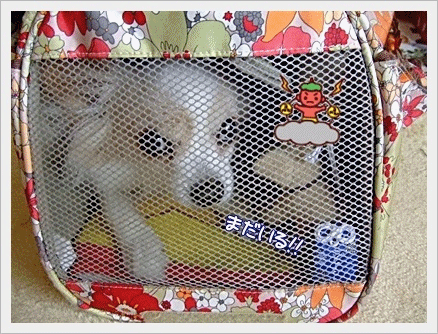 まだいる