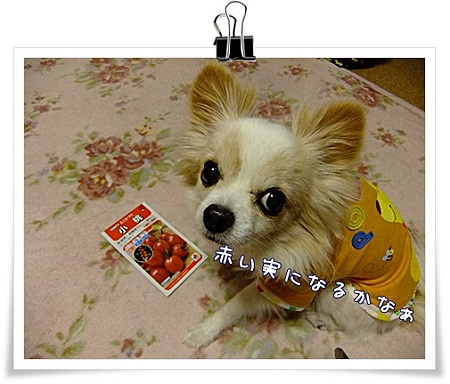 赤い実