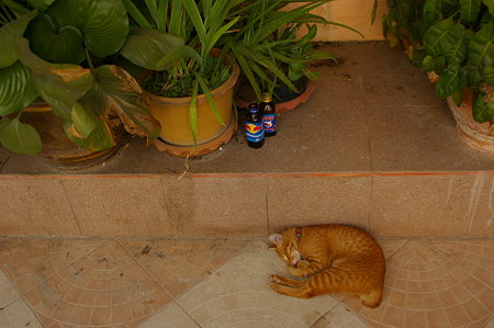IMGP0771