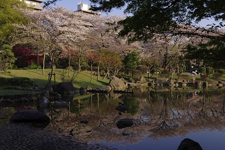 池に映える桜 (2)