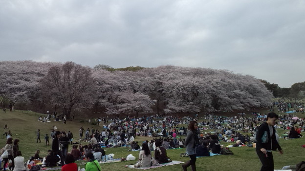 根岸森林公園 一山全部桜 Photo Sharing Photozou