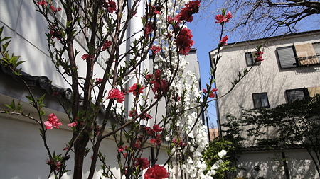 品川宿の桜