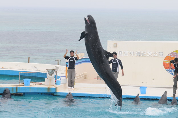 オキゴンドウ 美ら海水族館 写真共有サイト フォト蔵