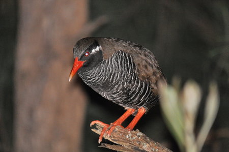 眠っているヤンバルクイナ