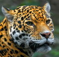 ジャガー