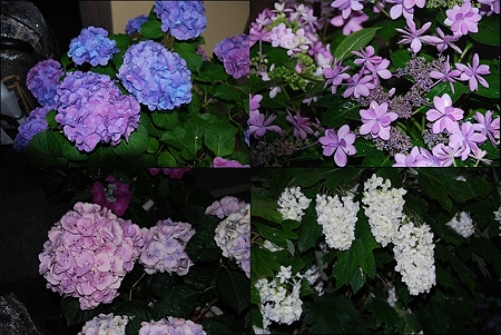 紫陽花たち