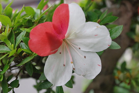 さつきの花01