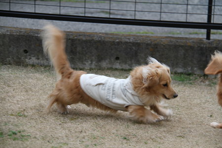 摩耶さん