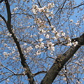 Photos: 桜は五分咲きくらいかな
