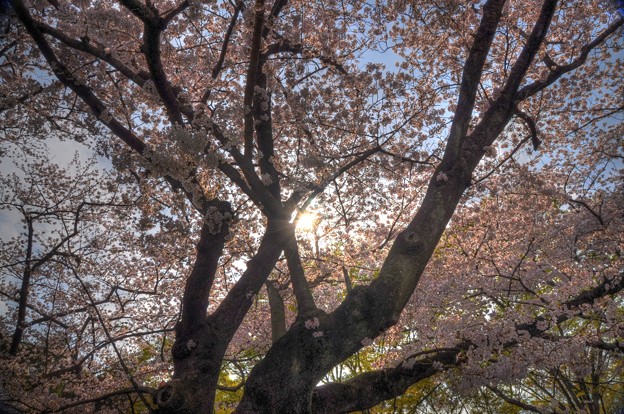 Photos: 代々木公園の桜
