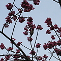 Photos: 桜と鶯