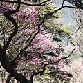 Photos: 岩岳山アカヤシオツツジ（赤八汐躑躅）